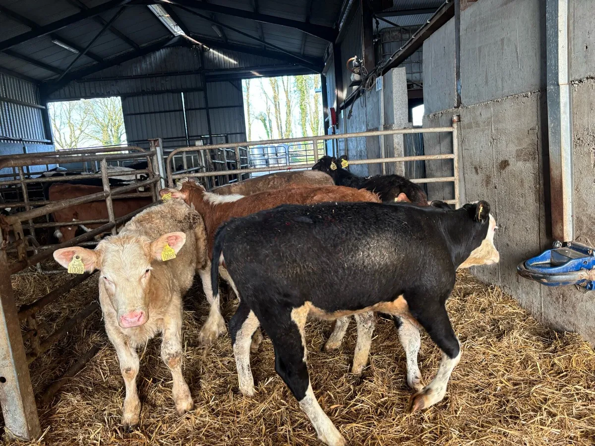 6 super continental weanling heifers - Image 3