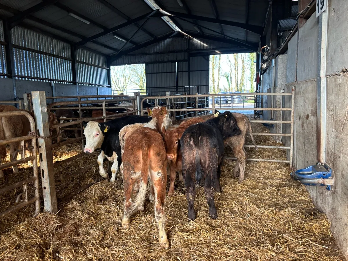 6 super continental weanling heifers - Image 4
