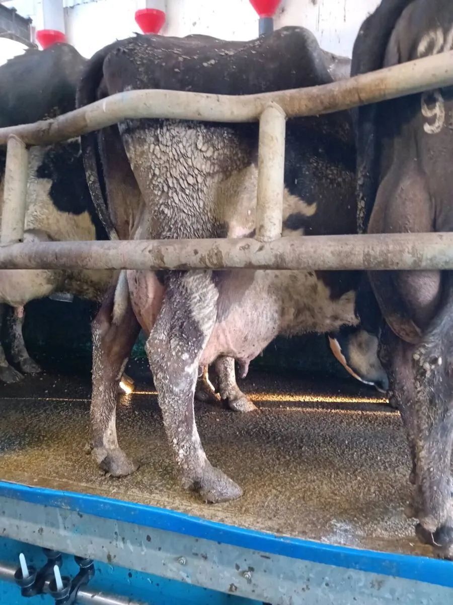 High scc Cow in milk, - Image 1