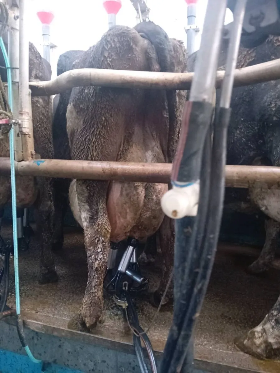 High scc Cow in milk, - Image 2