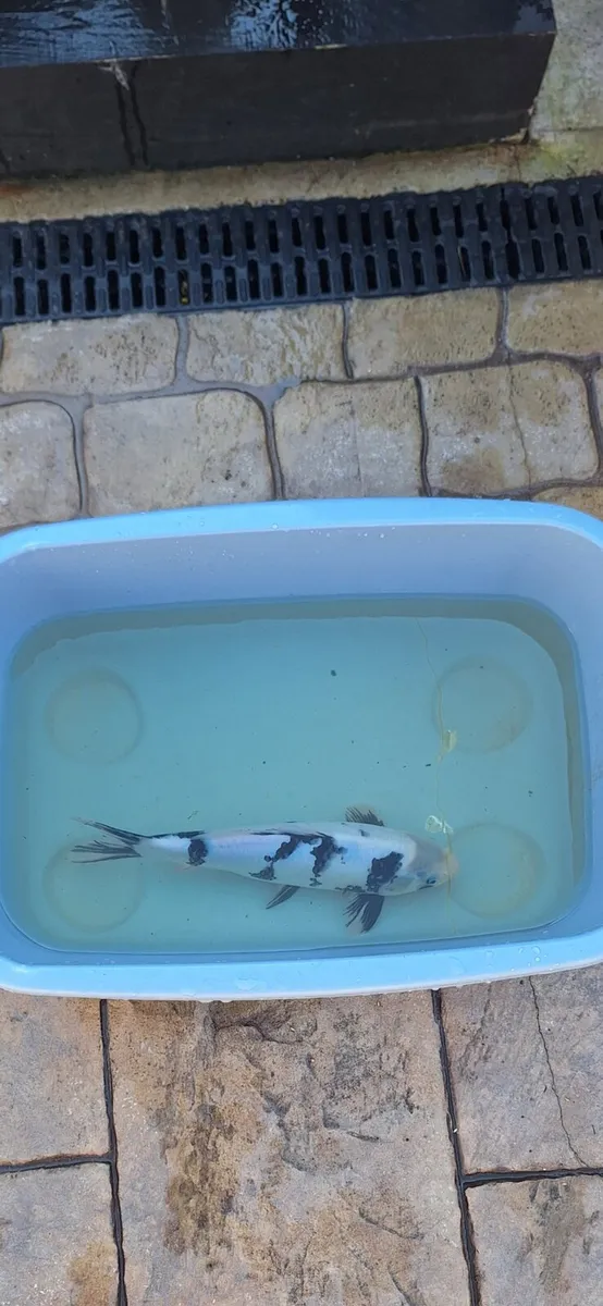 Japanese koi - Image 2