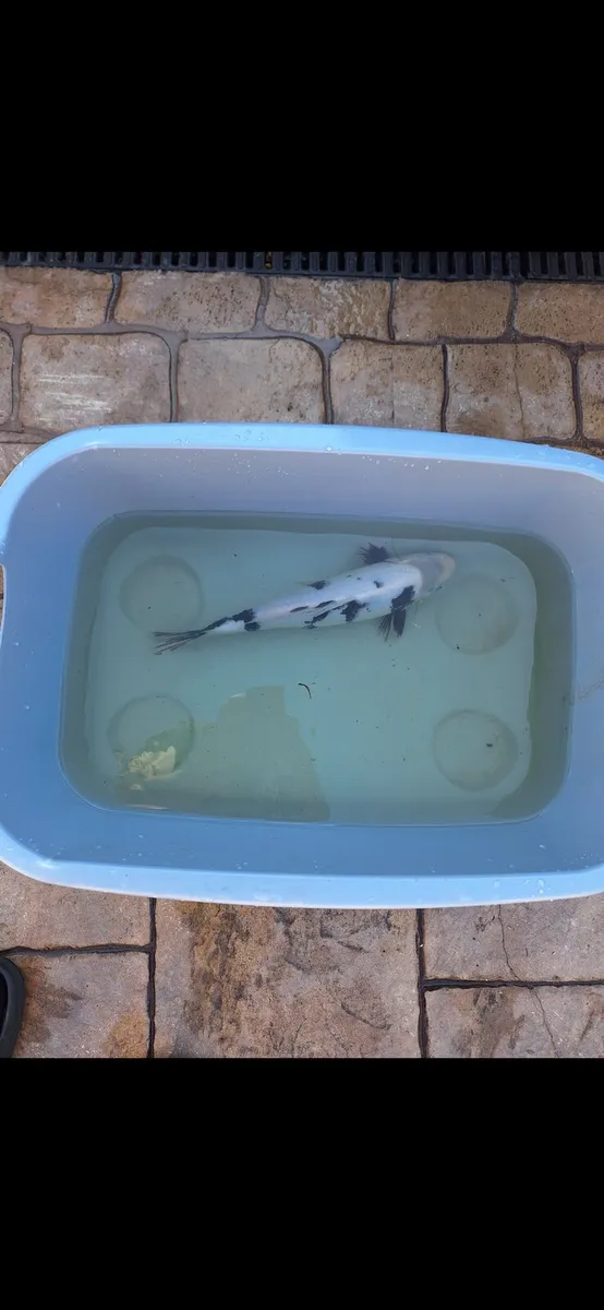 Japanese koi - Image 3