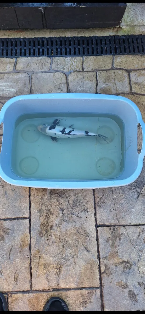 Japanese koi - Image 4