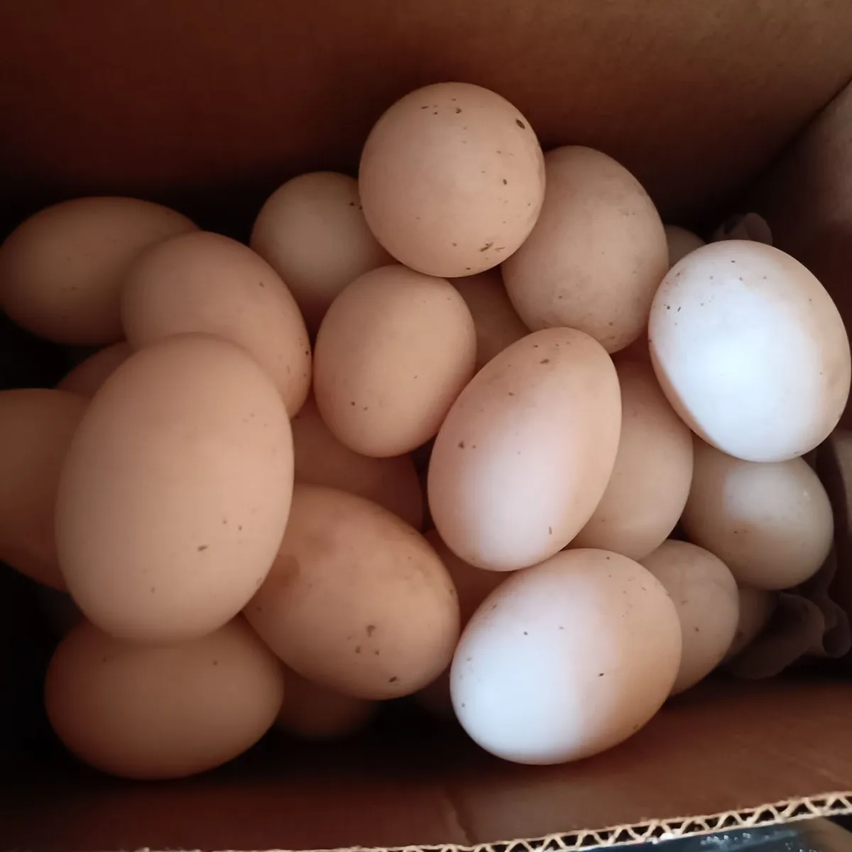 Duck eggs