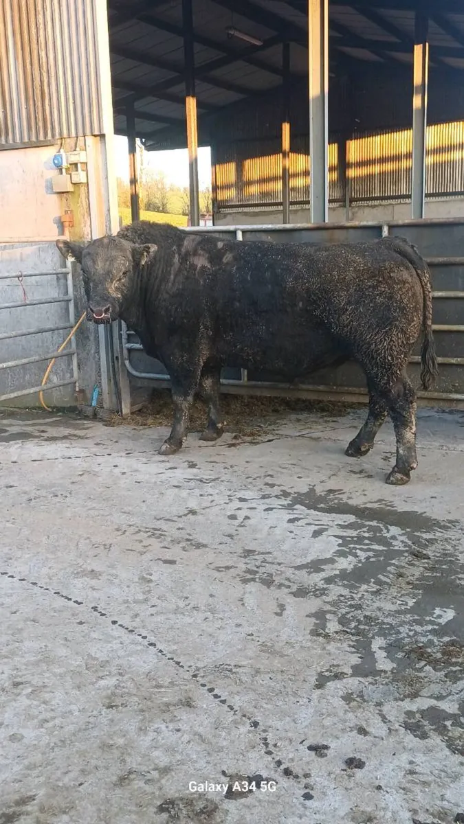 Pedigree bulls - Image 1