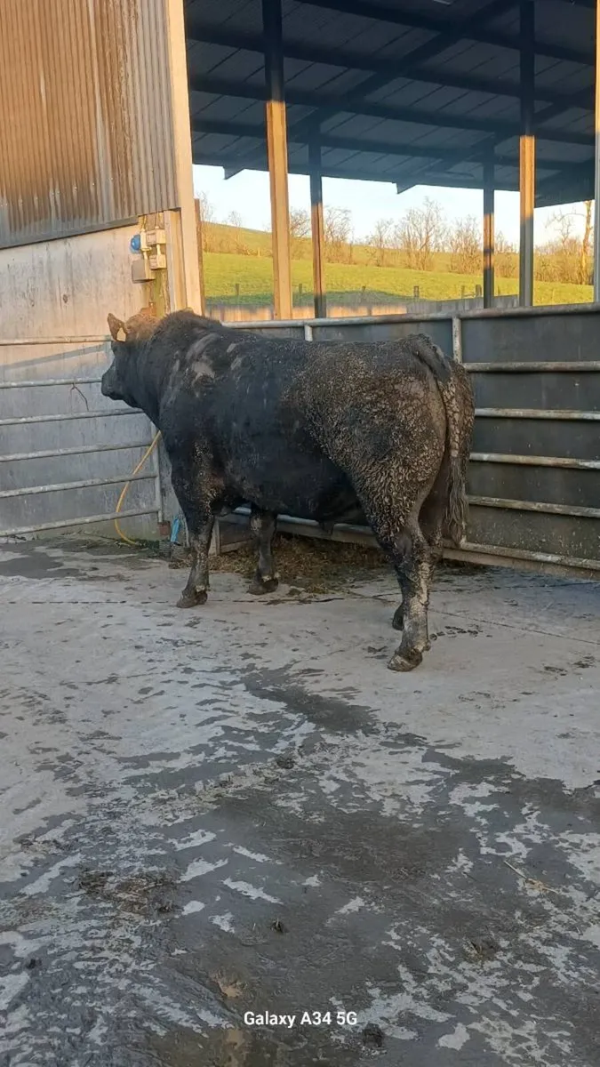 Pedigree bulls - Image 2