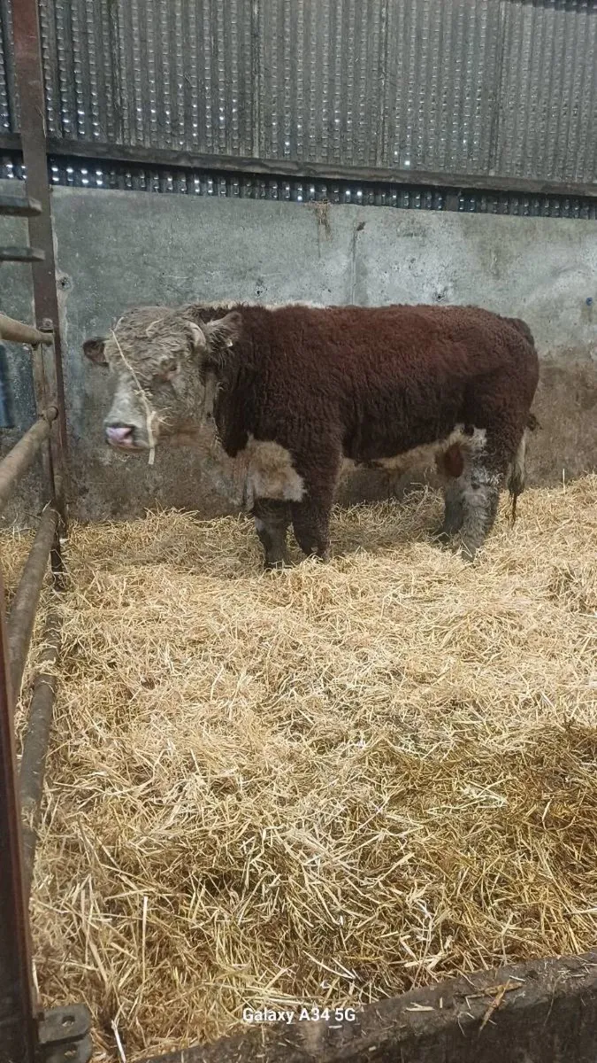 Pedigree bulls - Image 3