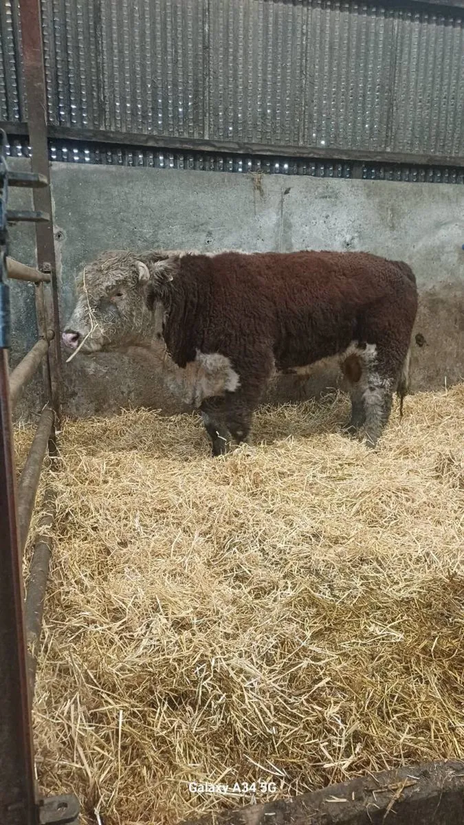 Pedigree bulls - Image 4