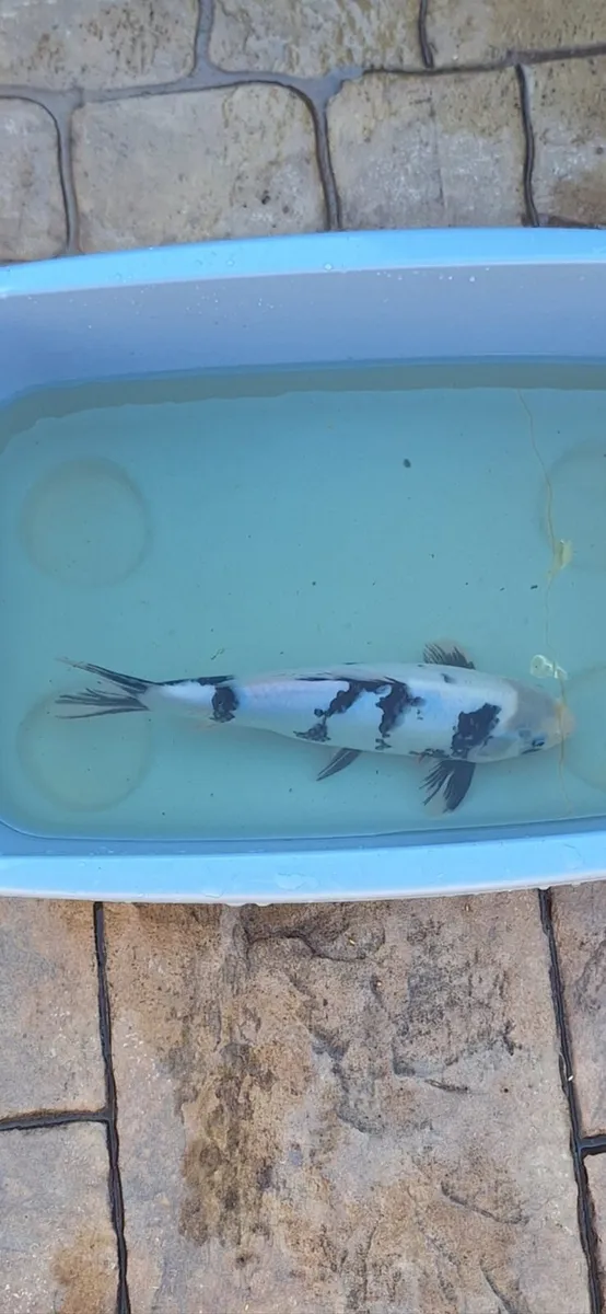 Japanese koi - Image 1