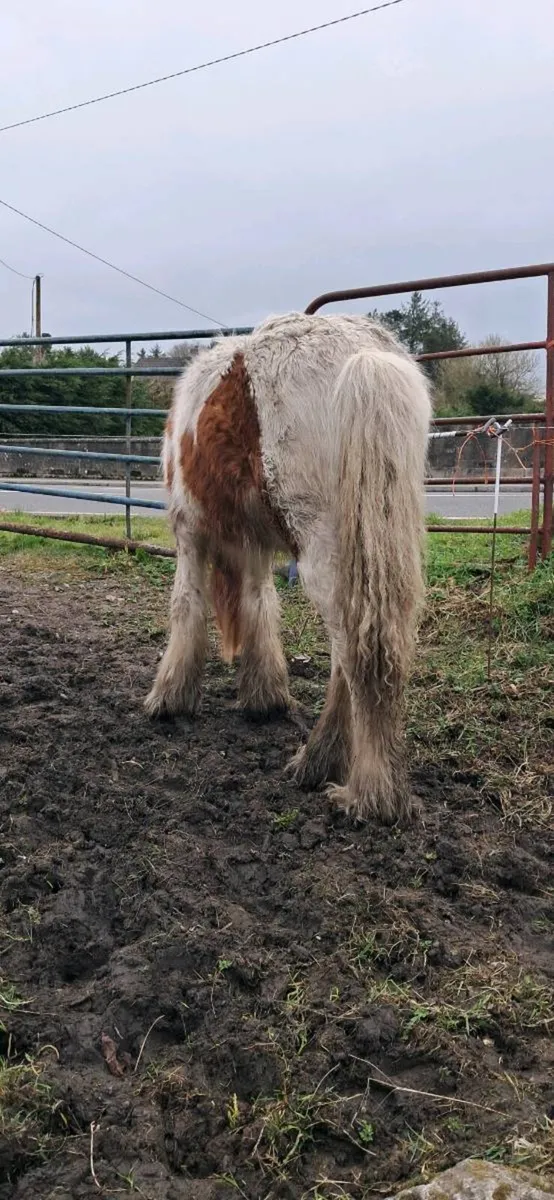 2 heavy cobs - Image 4