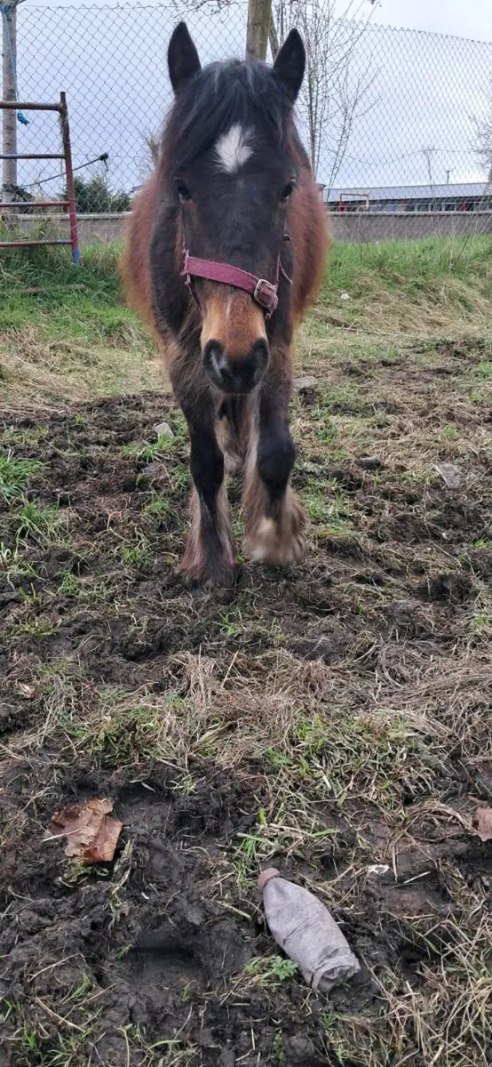 heavy filly cob - Image 3