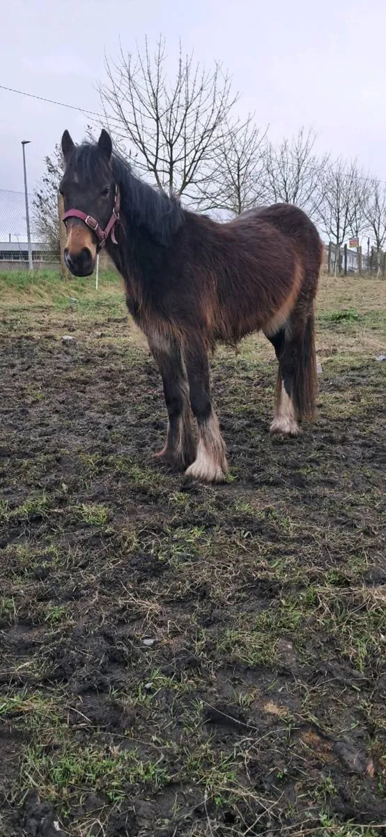 heavy filly cob - Image 4