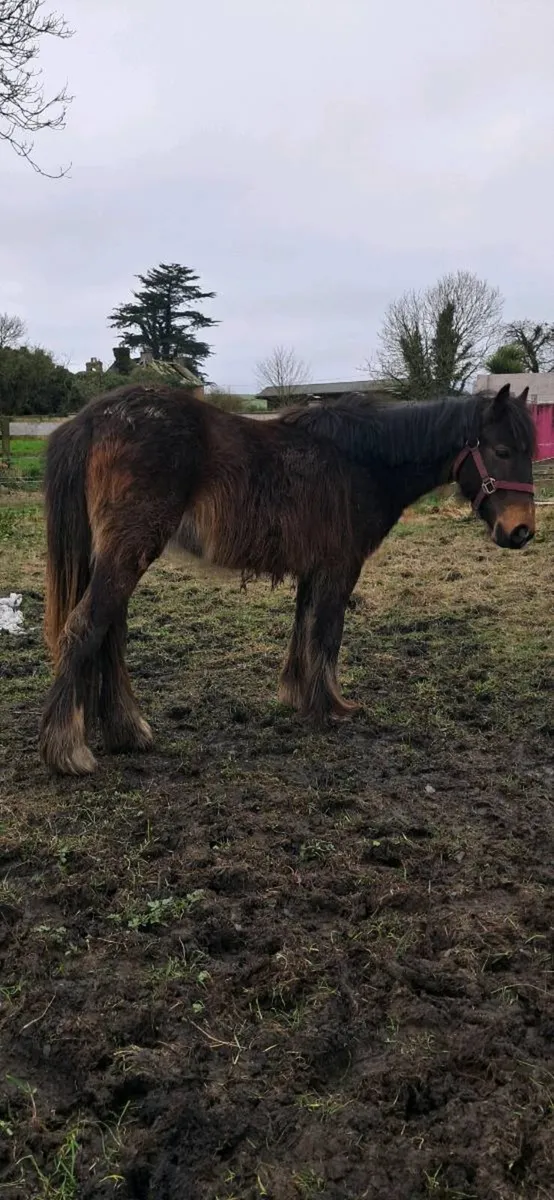 2 heavy cobs - Image 1