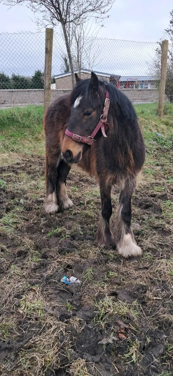 2 heavy cobs - Image 2