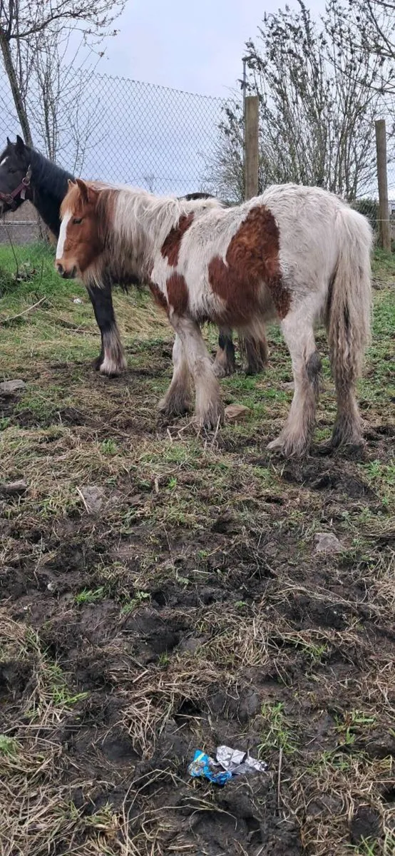 2 heavy cobs - Image 3