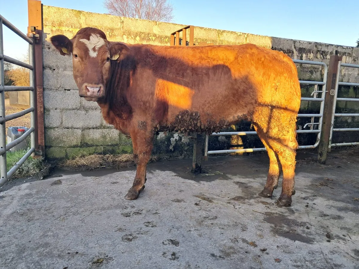 Serious breeding heifer - Image 1
