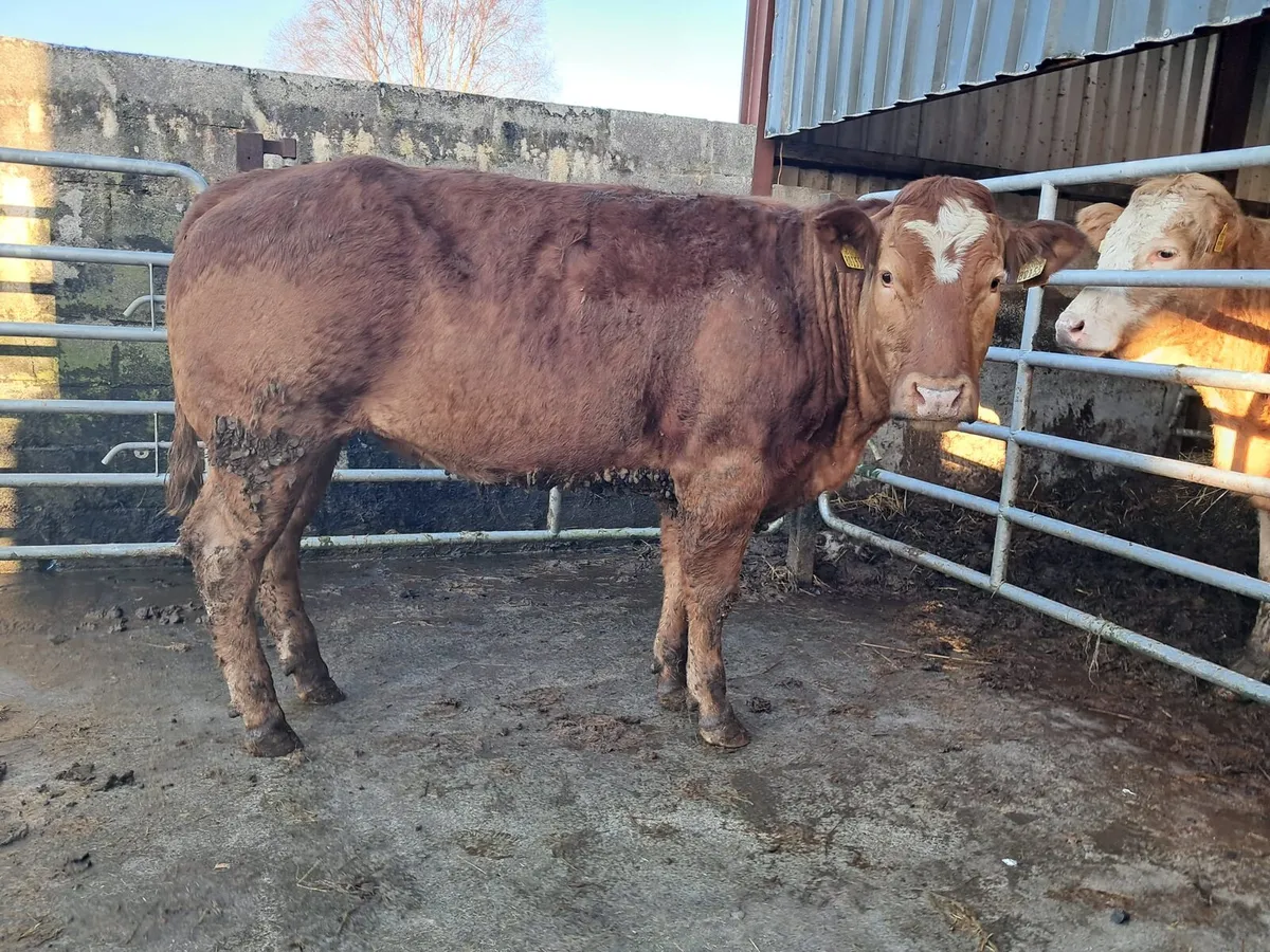 Serious breeding heifer - Image 2