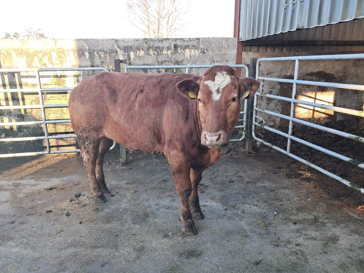 Serious breeding heifer - Image 3