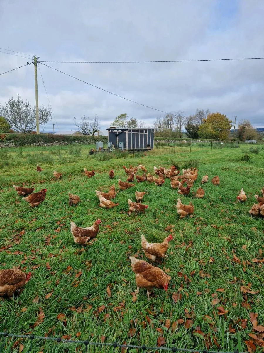 Laying Hens