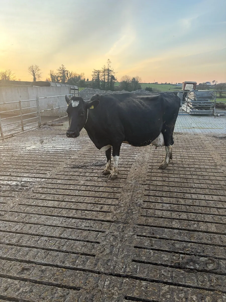 Fr Cow High Scc in milk, due to calf Sept 26