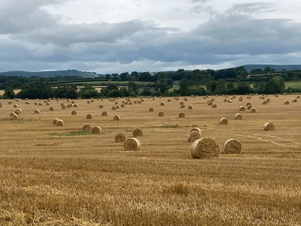 Silage Straw  Hay - Image 1