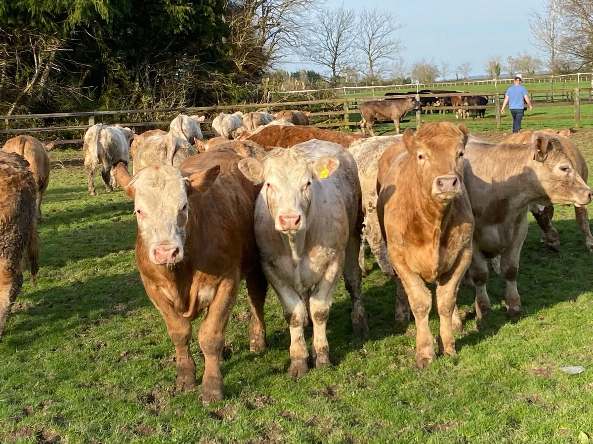 21 Charolais Bullocks 450kg @ Lissava - Image 2