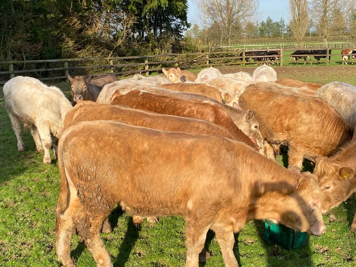 21 Charolais Bullocks 450kg @ Lissava - Image 3