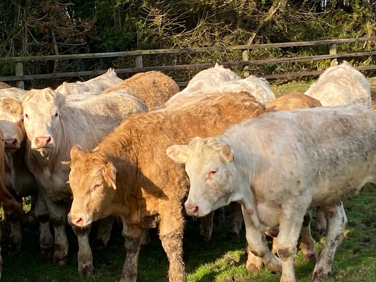 21 Charolais Bullocks 450kg @ Lissava - Image 1