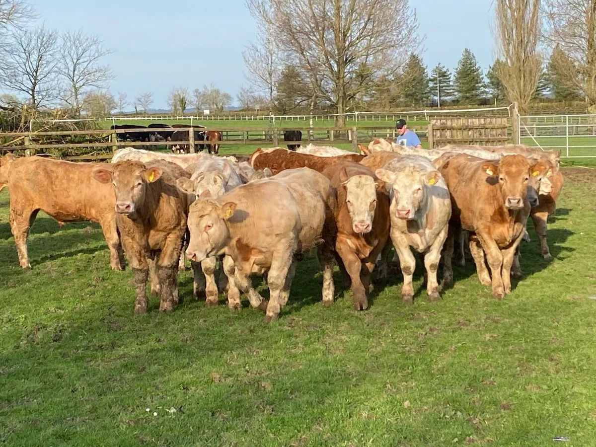 21 Charolais Bullocks 450kg @ Lissava - Image 4