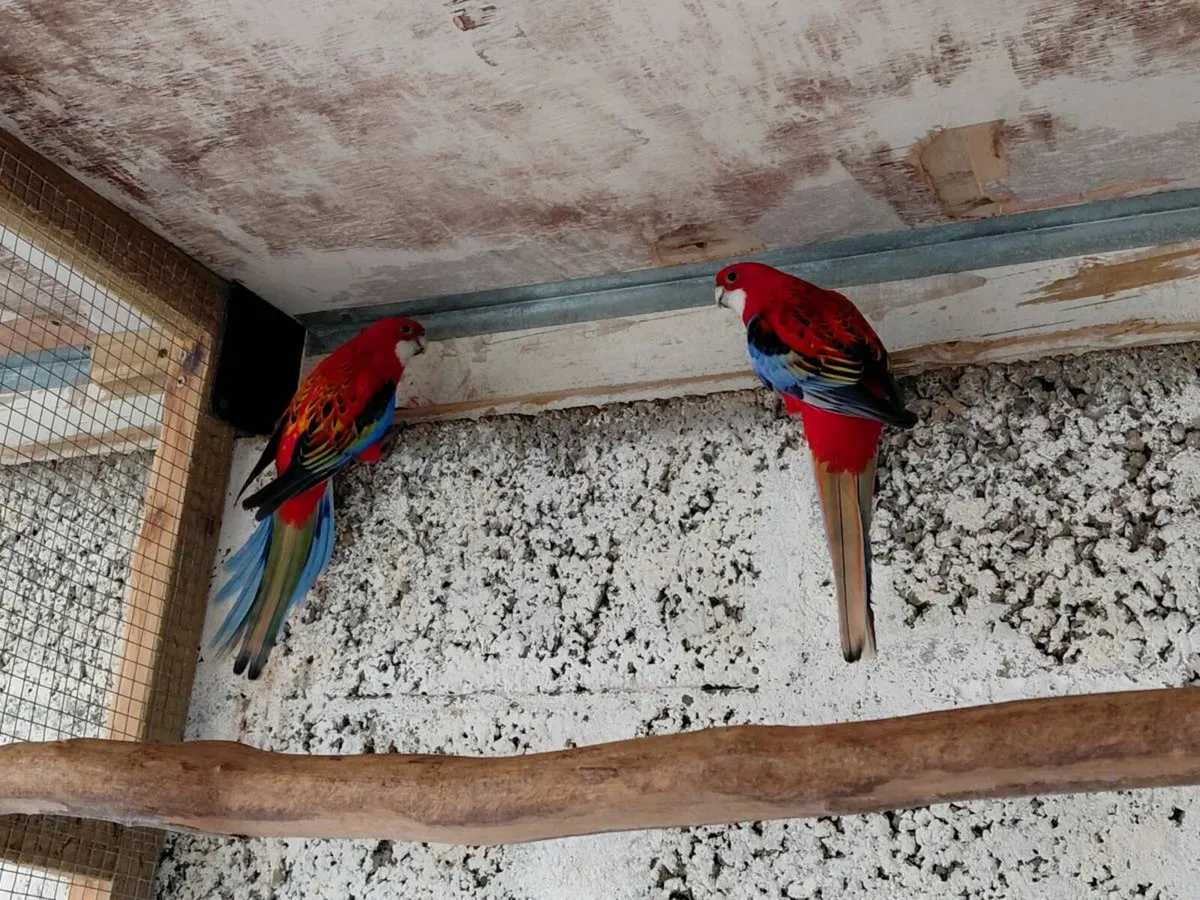Rosellas - Image 4