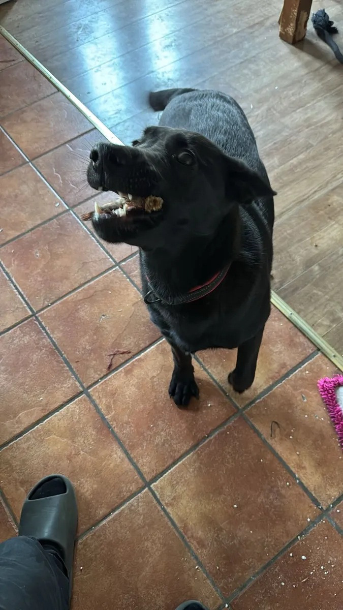 Free to good home 11 months old black Labrador - Image 1