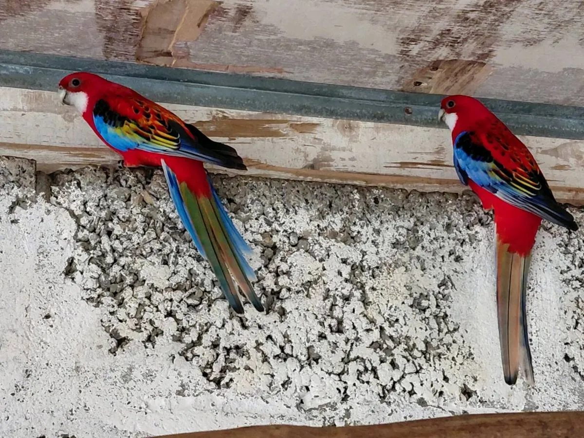 Rosellas - Image 1