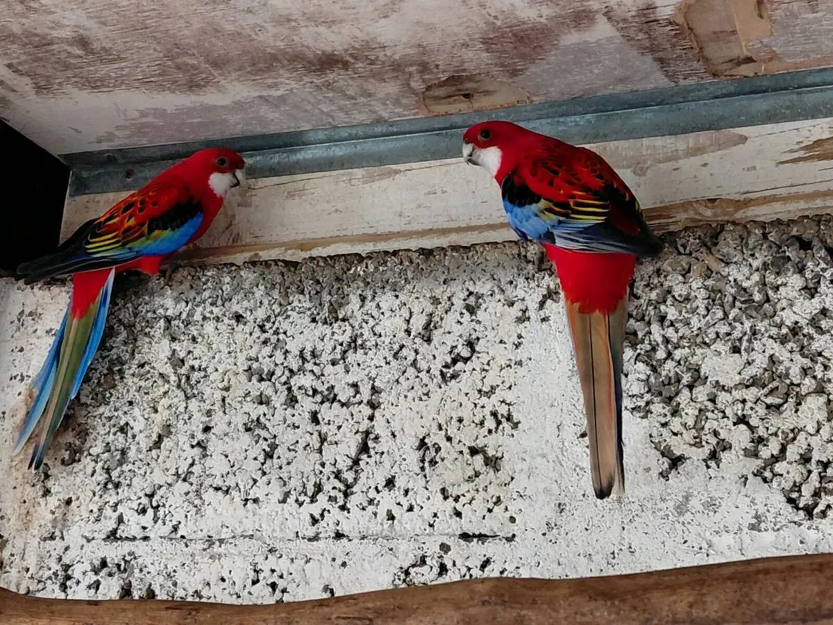 Rosellas - Image 2