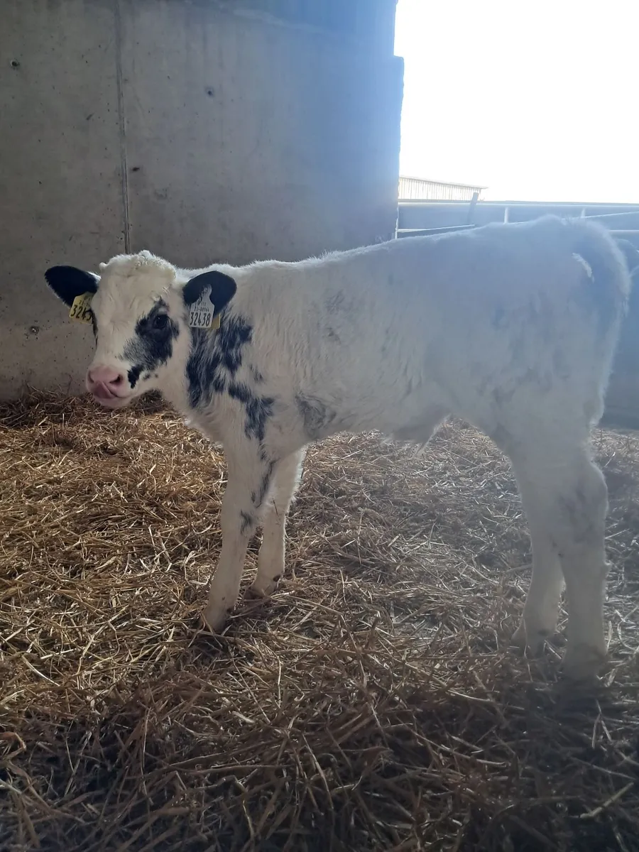 Organic bull calves - Image 1