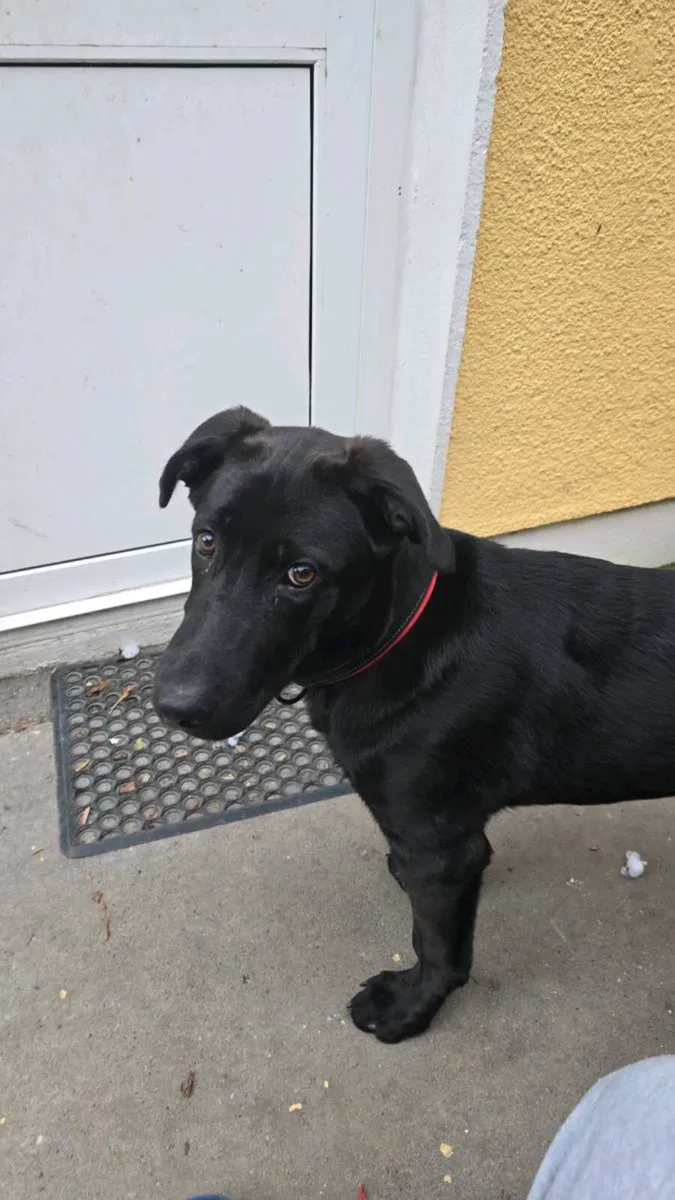 Free to good home 11 months old black Labrador - Image 2