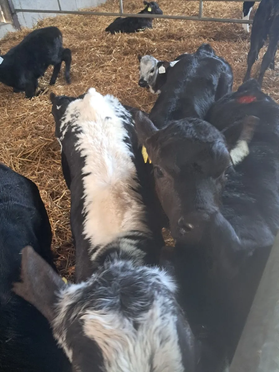 Organic bull calves - Image 2