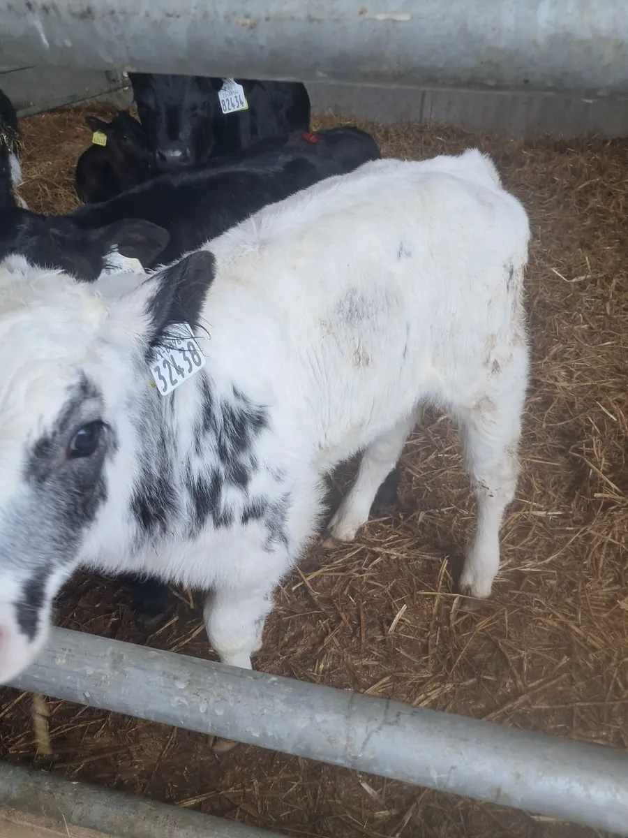 Organic bull calves - Image 3