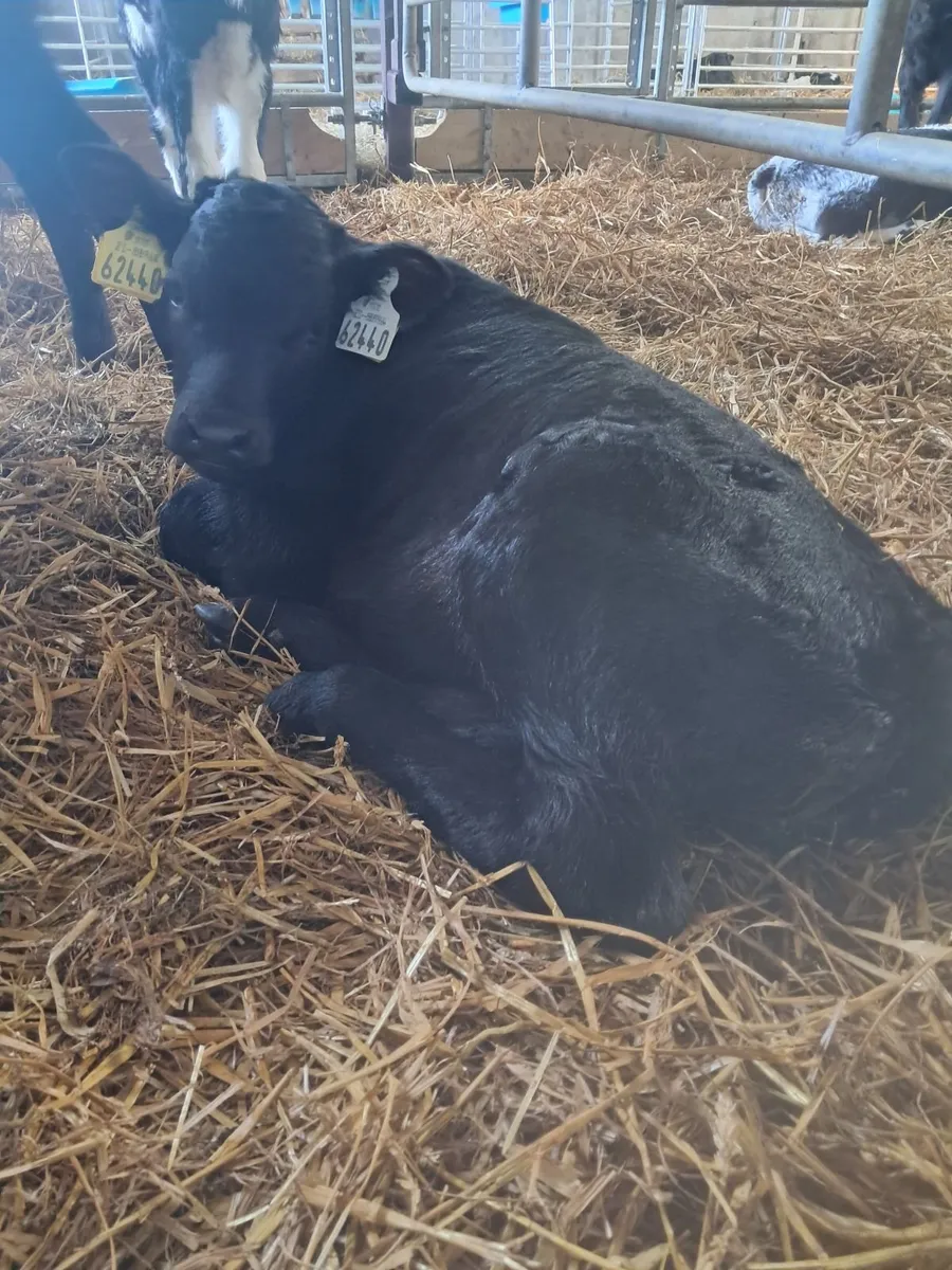 Organic bull calves - Image 4