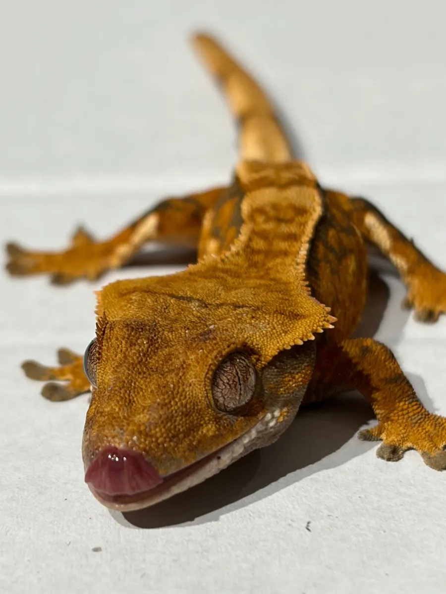 Geckos - Image 1