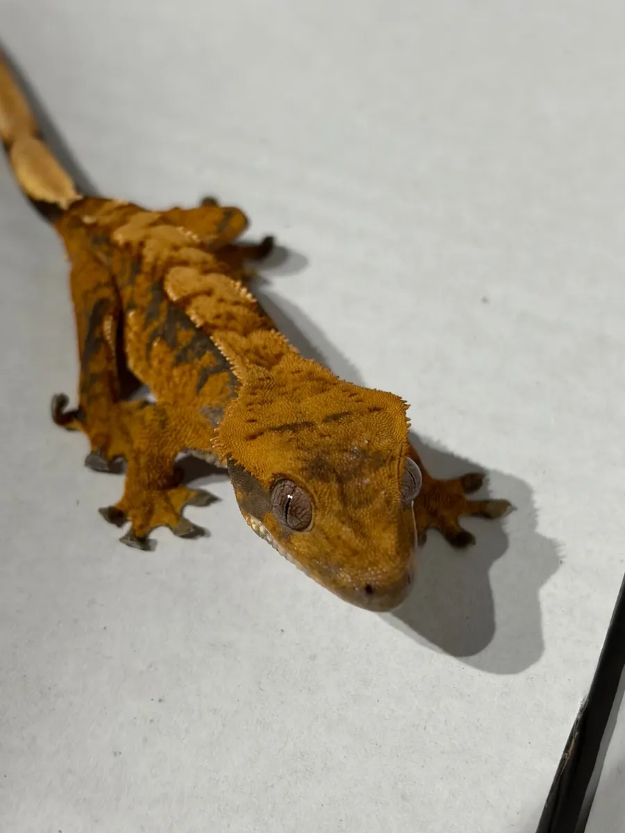 Geckos - Image 3