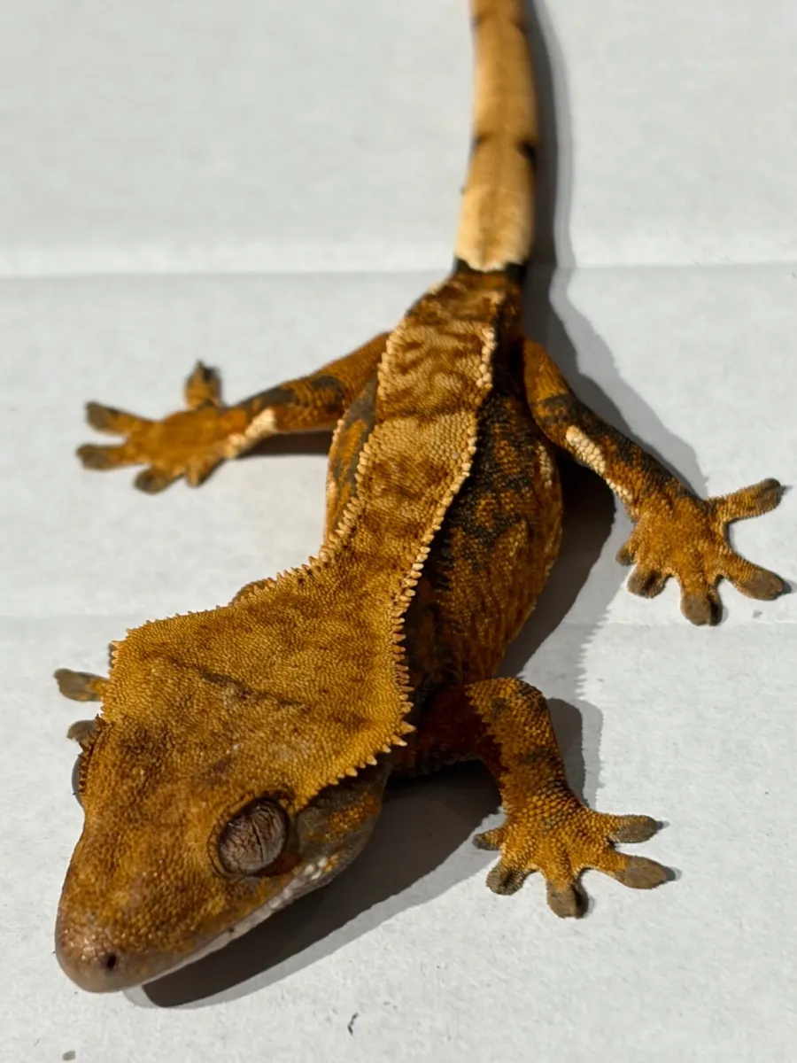 Geckos - Image 2