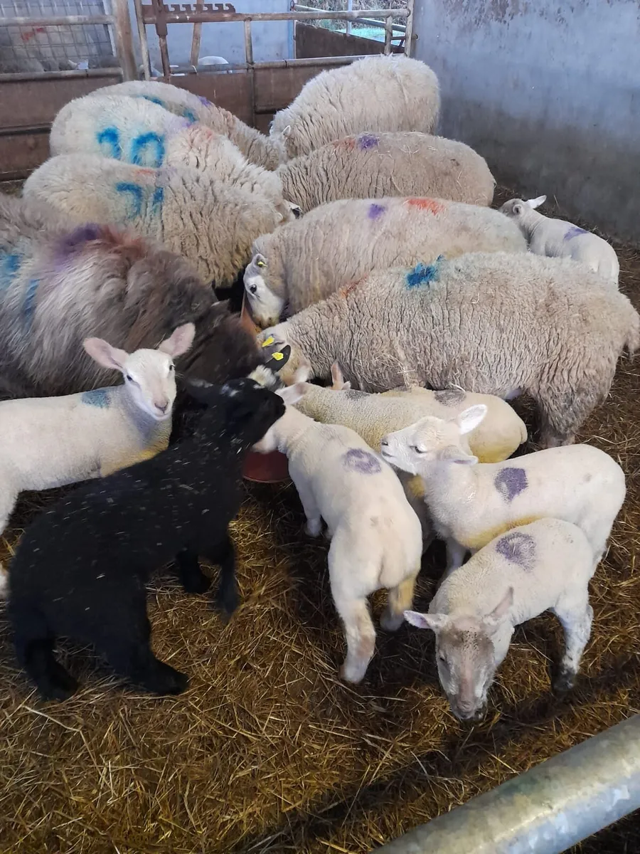 Sheep & lambs - Image 1