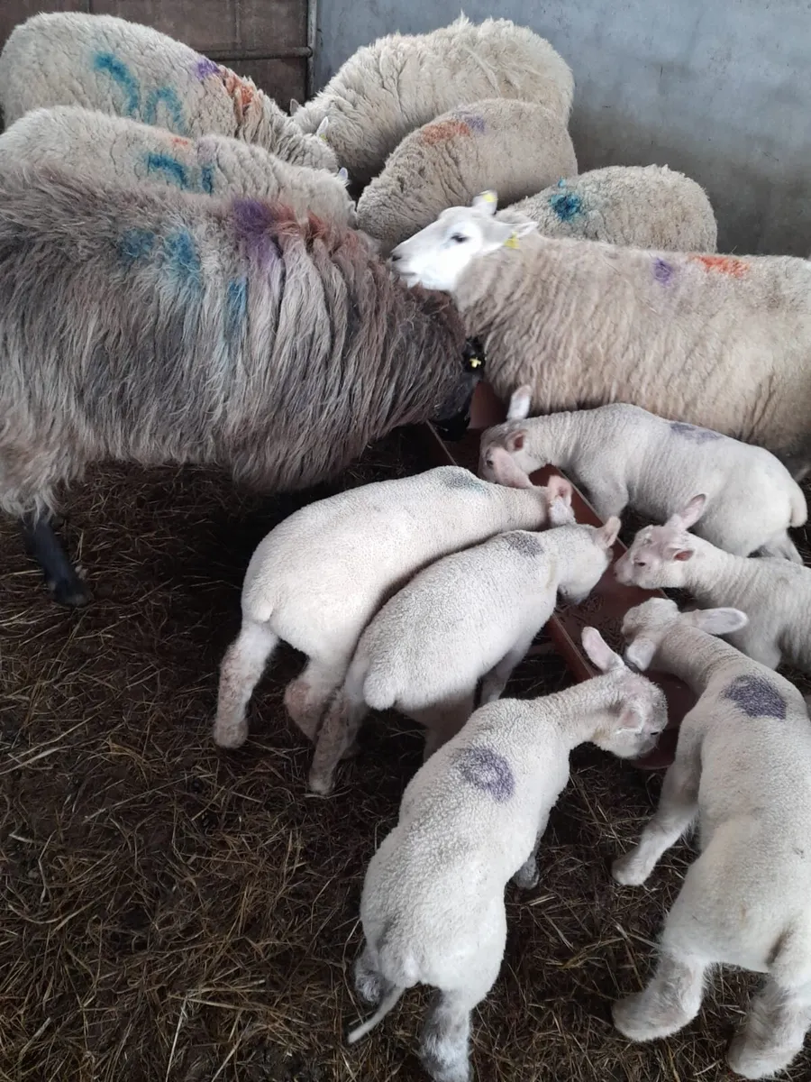 Sheep & lambs - Image 3