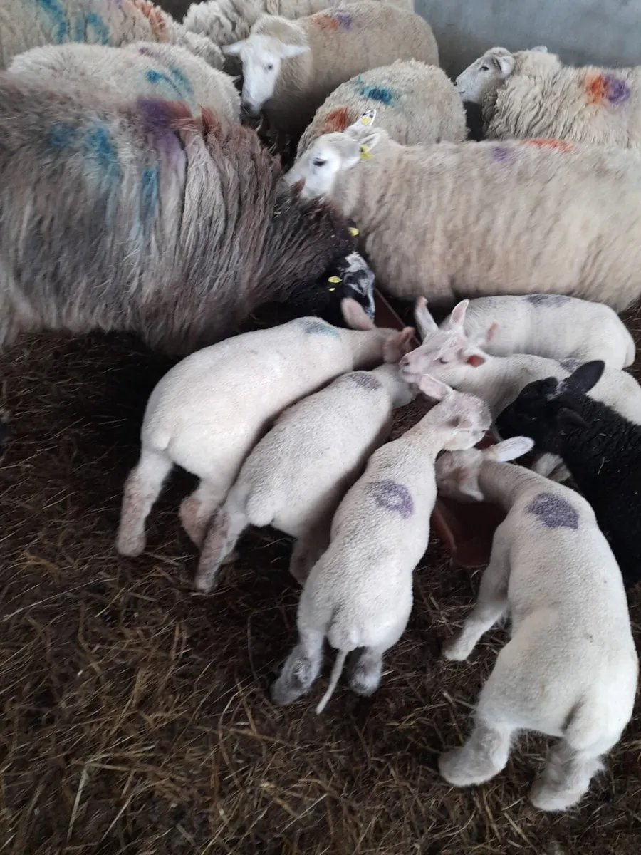 Sheep & lambs - Image 4