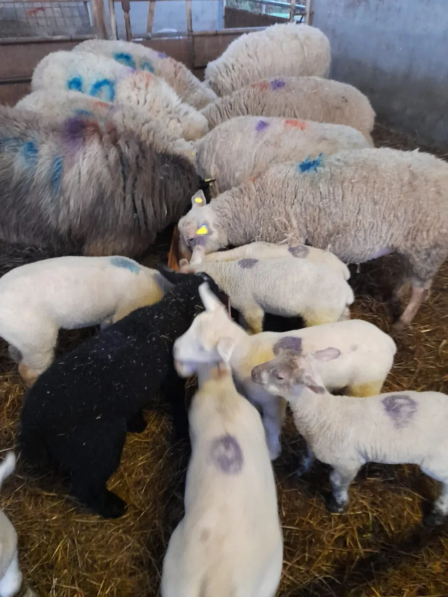 Sheep & lambs - Image 2