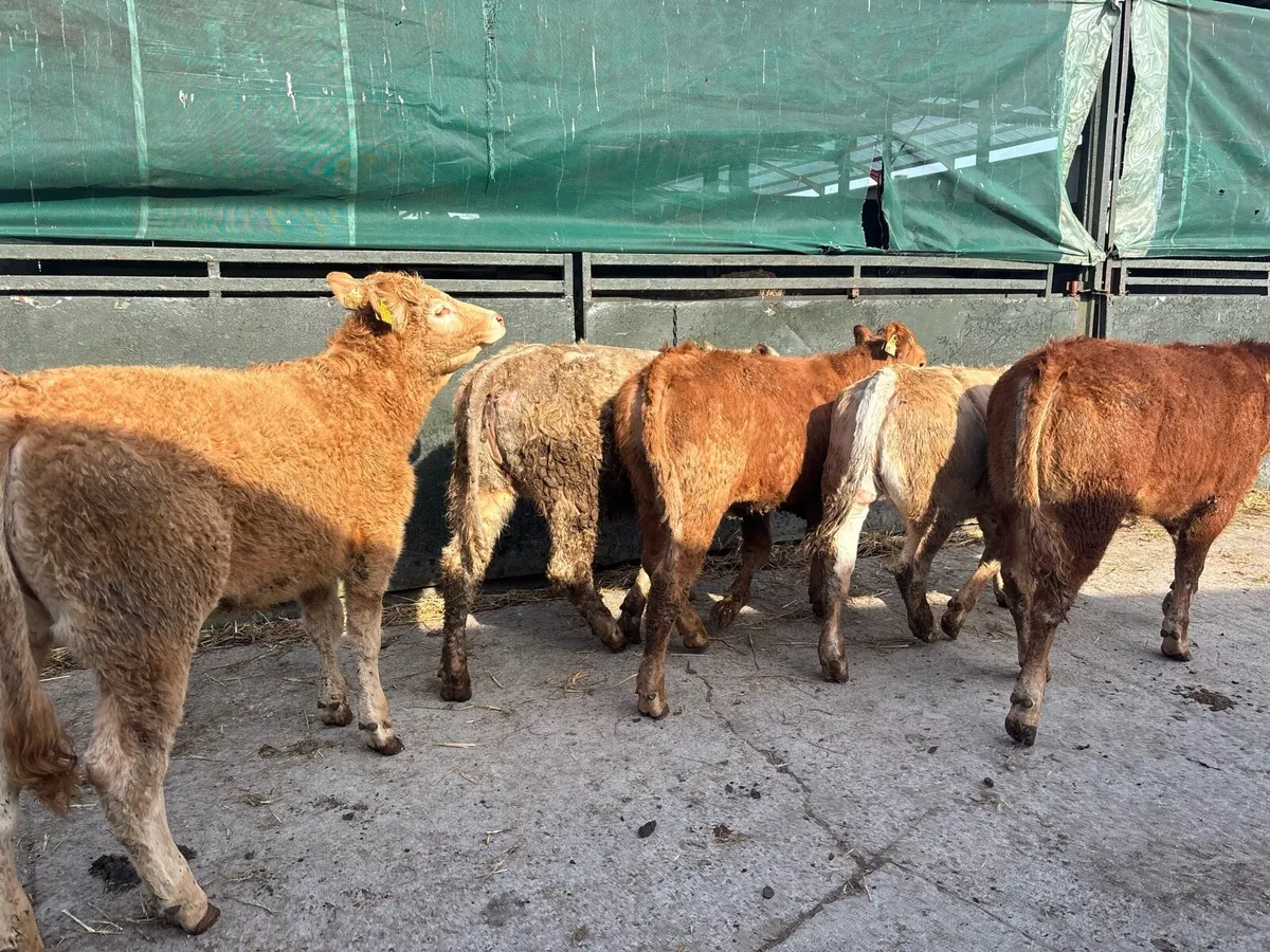 5 super suckler bred continental heifers - Image 1