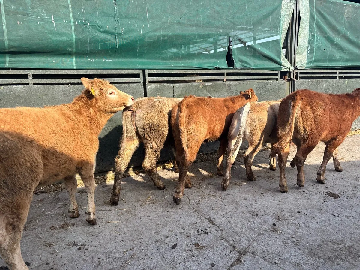 5 super suckler bred continental heifers - Image 2