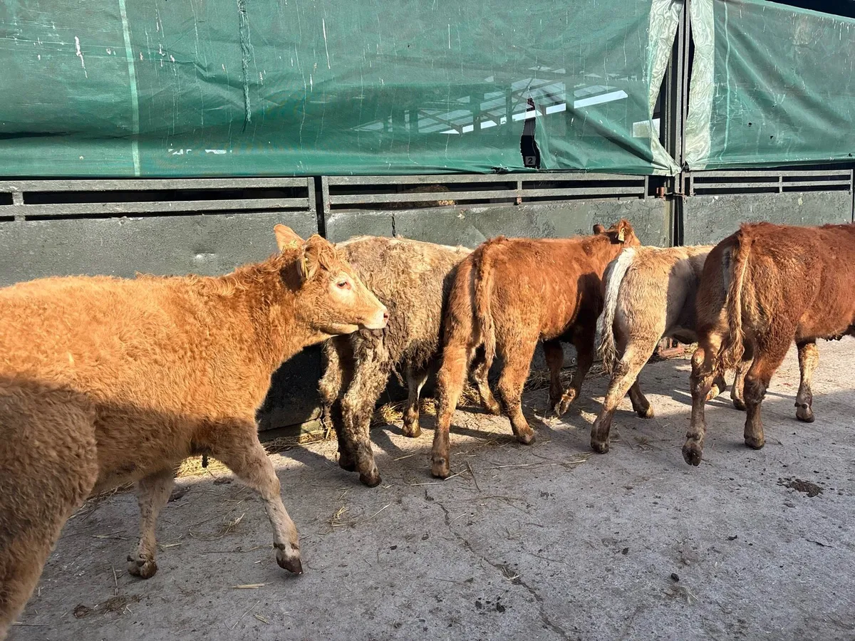 5 super suckler bred continental heifers - Image 3