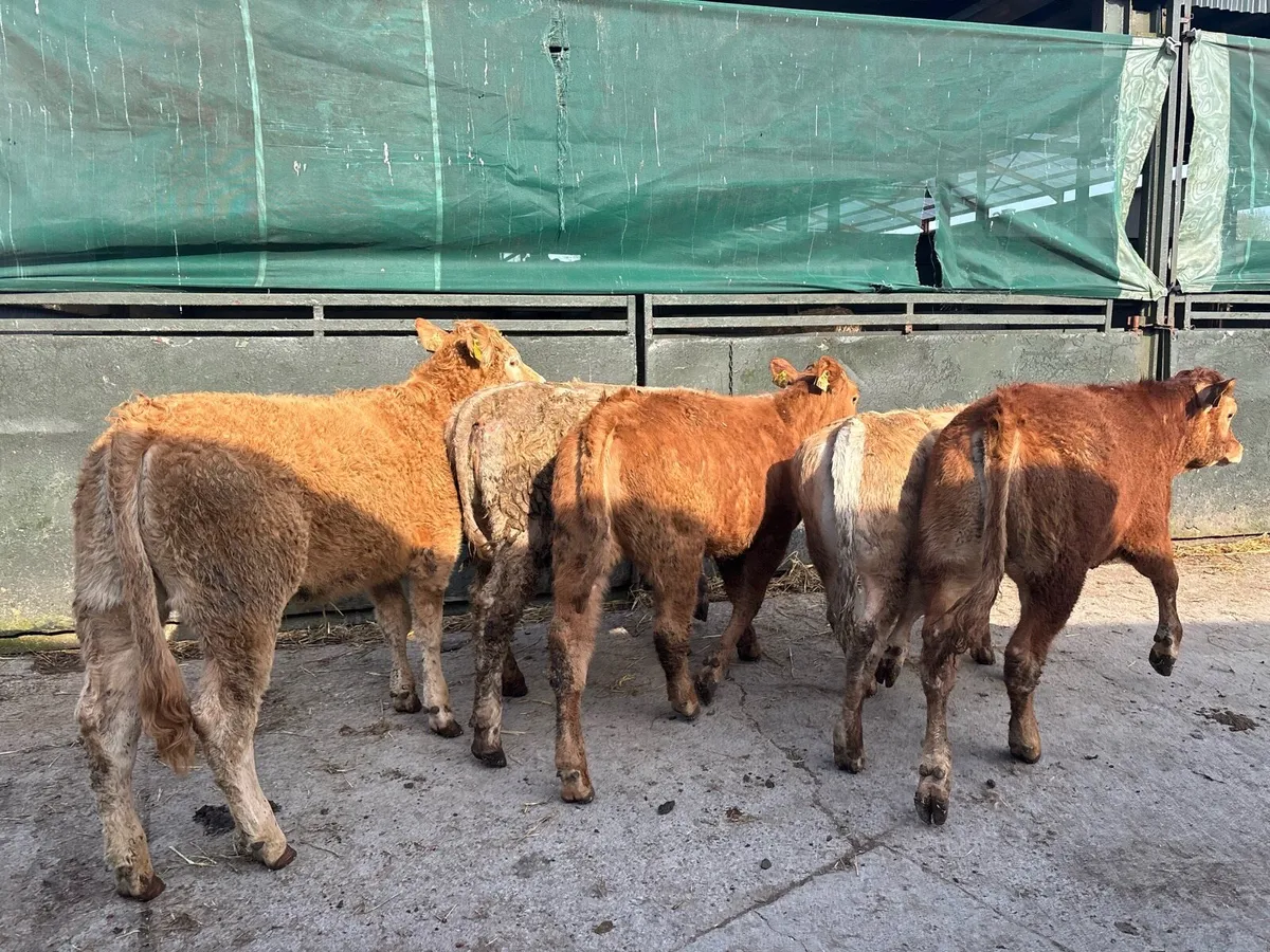 5 super suckler bred continental heifers - Image 4