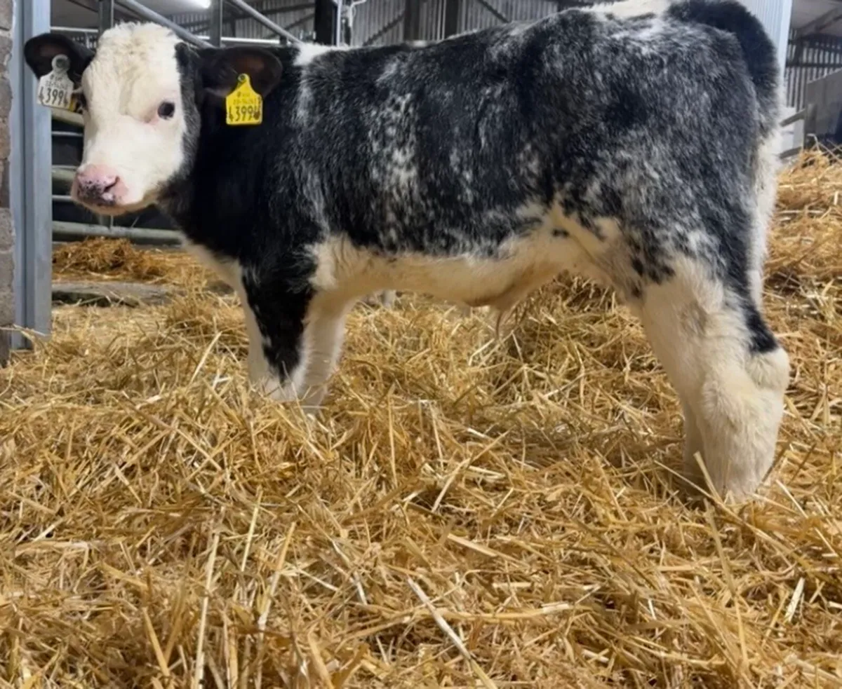 10 AI bred BB bull calves - Image 1